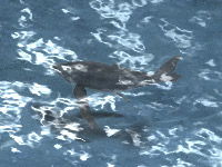 くじら.jpg くじら.jpg