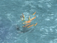 磯魚.jpg 磯魚.jpg